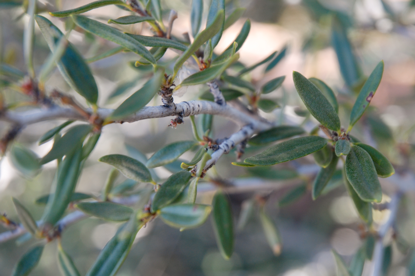 Curl-leaf Mountain Mahogany